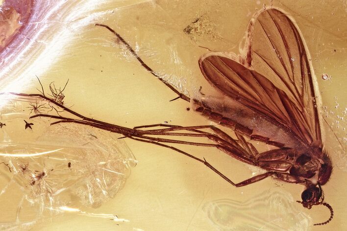 Rare Fossil Micro Fairy Wasp & Fungus Gnat In Baltic Amber #346672